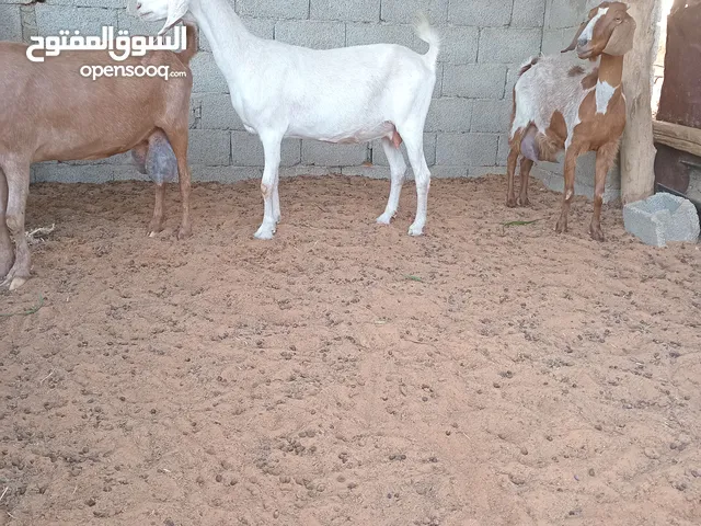 ثلاثة معزات هجين فرنساوي سلالت مشاءالله