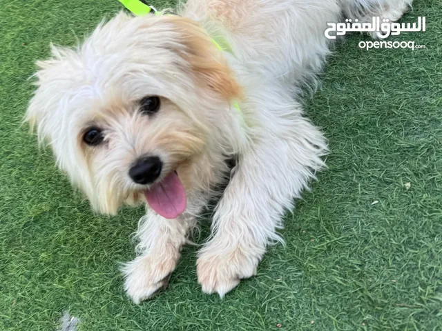 كلب ويست هايلاند وايت تيرير إنثى العمر 10 شهور اسمها روني فصيل