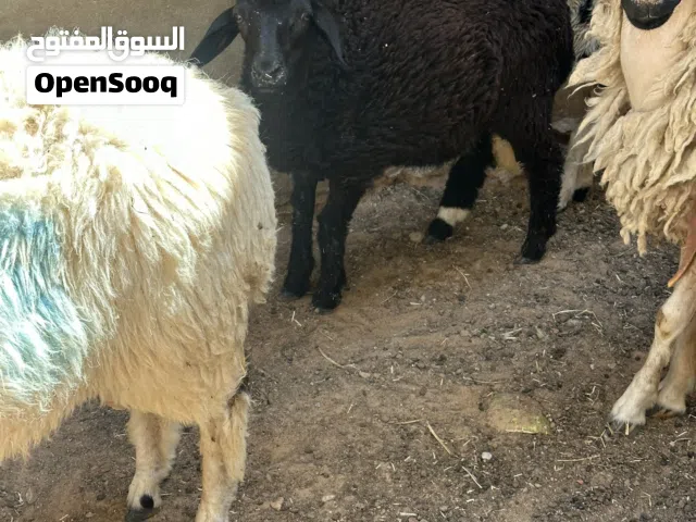 فطيمه ربي يبارك
