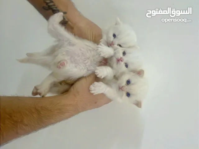 3قطط مكس بين هملايا وشيرازي