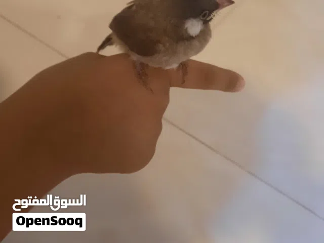 بلبل عراقي ديالى اقرا الوصف