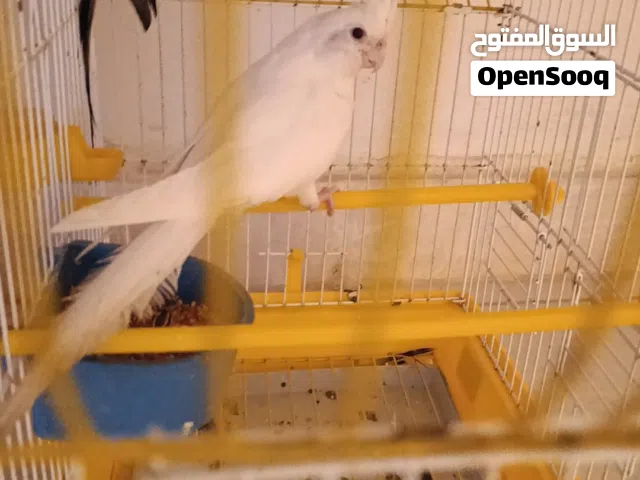 موجود انثى كوكتيل لا قوة الى بالله في حالة تغير ريش عين حمره