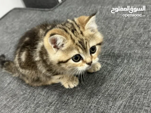 قطه مكس برتش و شيرازي (تابي)