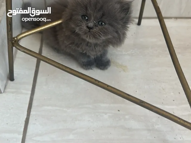 قطه برتش بلو وجه افطس بتجننن بسعر مغري ع جمالها