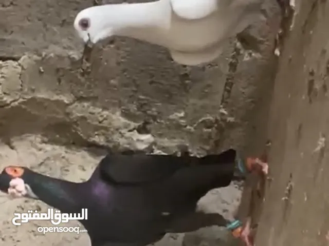 7 طيور كش سعر حوق