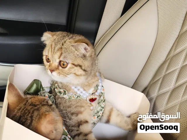Pure Scottish Fold and British short-hair Female