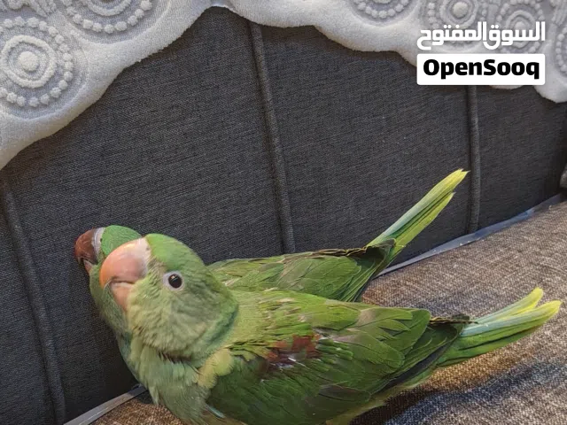 زوج درة نيبالي الكسندر