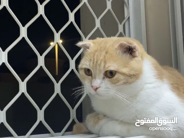 ثط ذكر سكوتش فولد للتبني عمره 10 شهور مطعم،