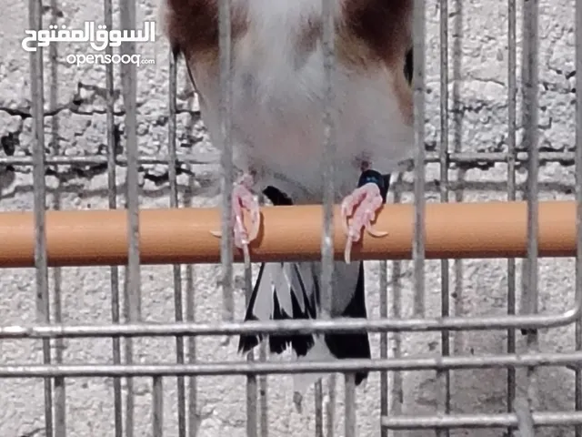 حبات طفرات حسون طفرات سائده
