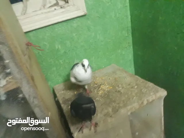 جوز حمام ب 400 جنيه