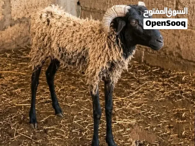 دبح وسلخ وتقطيع علي اربعه