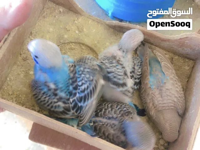 براكة بقالينو للبيع