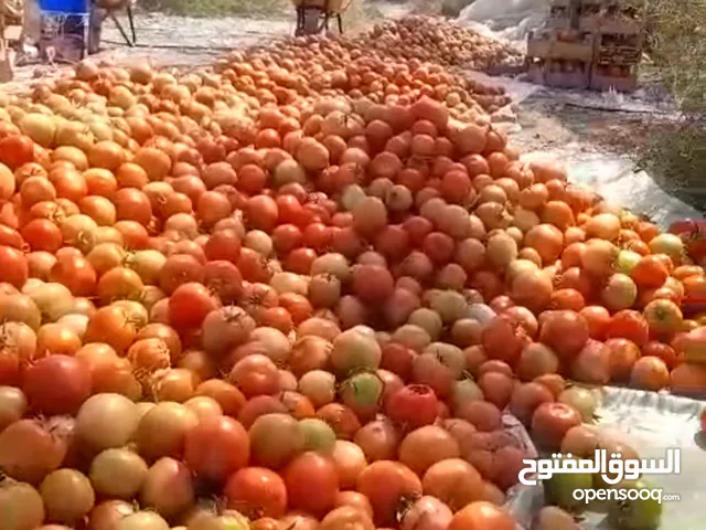 طماط اخضر ممتاز مضمون 100/100