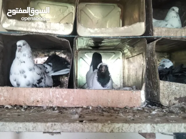 حمام للبيع