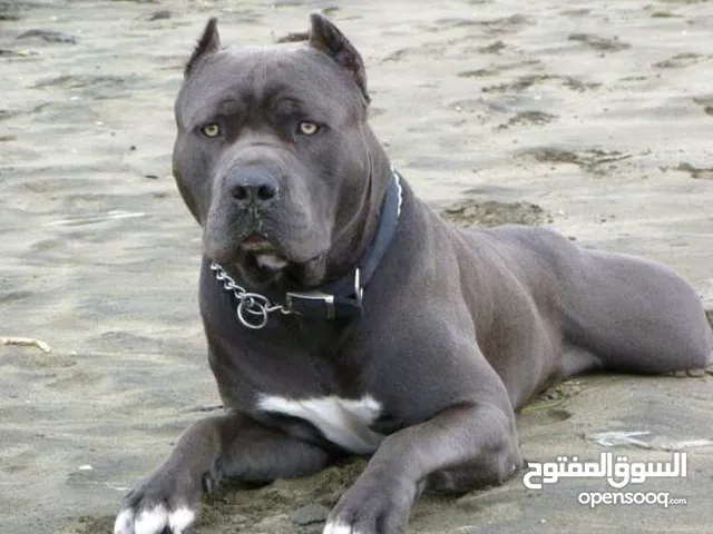 مطلوب كلب رود وايلر او بيتبول للشراء