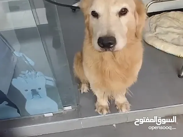 Golden retriever free adoption