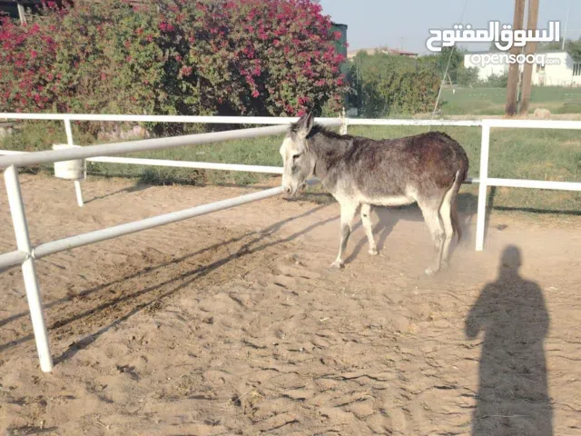 عزكم الله للبيع حماره