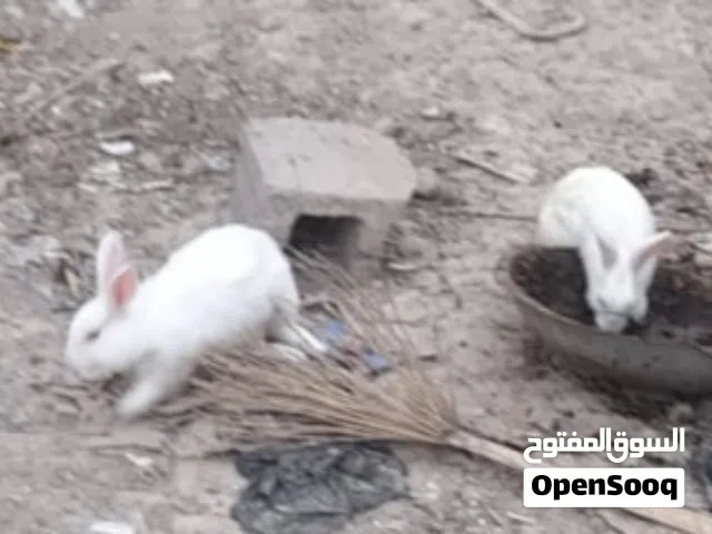 متوفر ثلاث ارانب عيون حمر مع دجاج اصلي