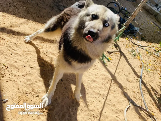 كلبه الله يبارك هاسكي عيون زرق