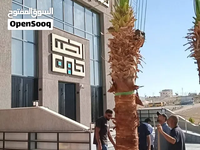 نخيل مثمر نخيل واشنطونيا الزينة