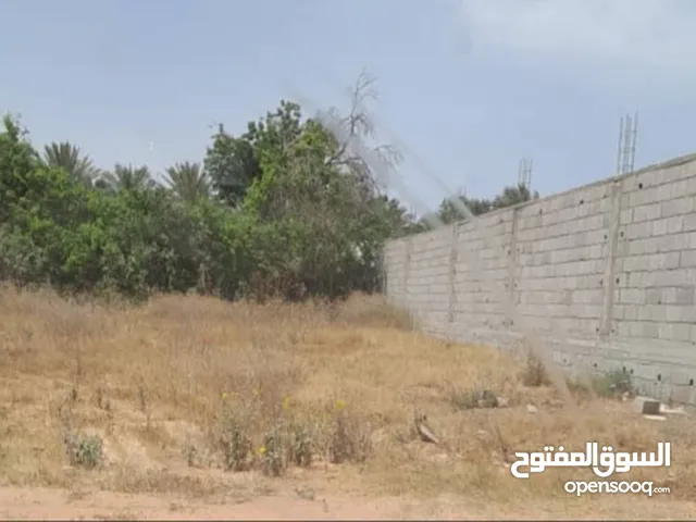 أرض سكنية طرابلس في منطقة السراج طريق المواشي بعد جامع الصحابة ومدرسة المعرفة