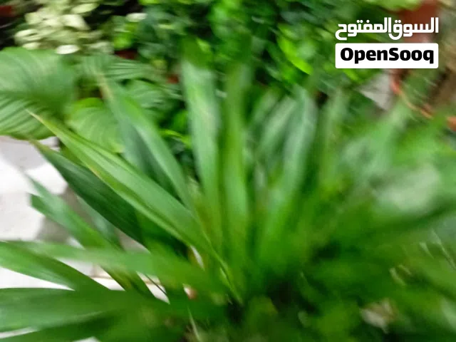 مشتل الساحه الخضراء