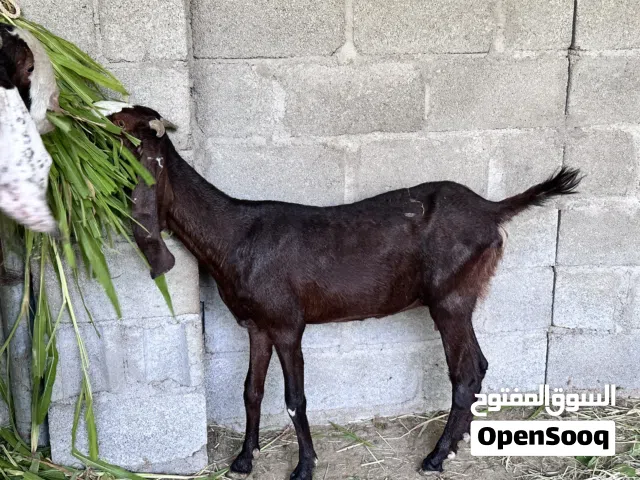 أغنام باكستانية للبيع