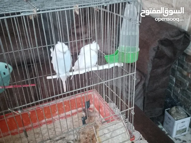 متاح جوز شغال موجود في طبربور سعرهن 20 من الاخر