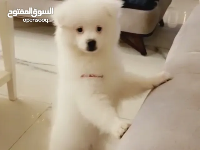 جرو بوميريان شعر كثيف