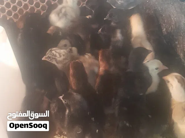 صيصان بلدي