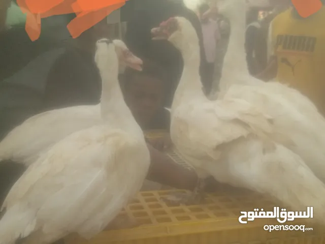 إناث وذكوربط منتج،بياض ،وفراخ بط بأعمارمختلفةللبيع والتربية