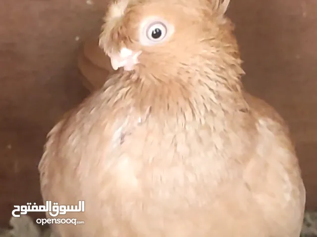 كوم حمام ألماني روسي مع الزقة كاملة والبيع كوم كامل مرفق مقطع فيديو مع الصور بسعر حرق اقراء الوصف