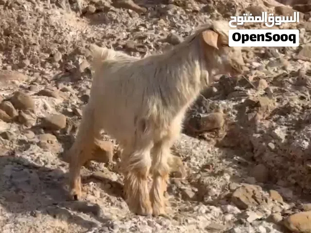البيع جدي  فول سمنه