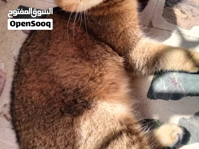 ذكر  تربل فولد بيور