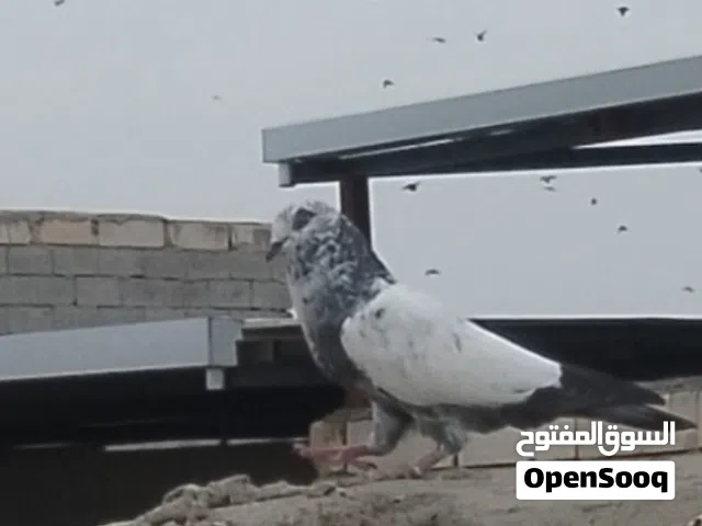 طيره فحل للبيع تور طك روس