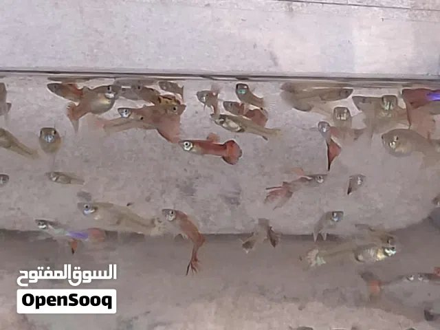 حوت قوبي للبيع