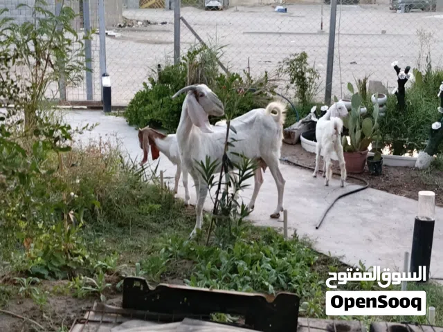 صخله فغانيه للبيع ورآها ثنين نثيه وفحل مكاني البصره الخور الزبير