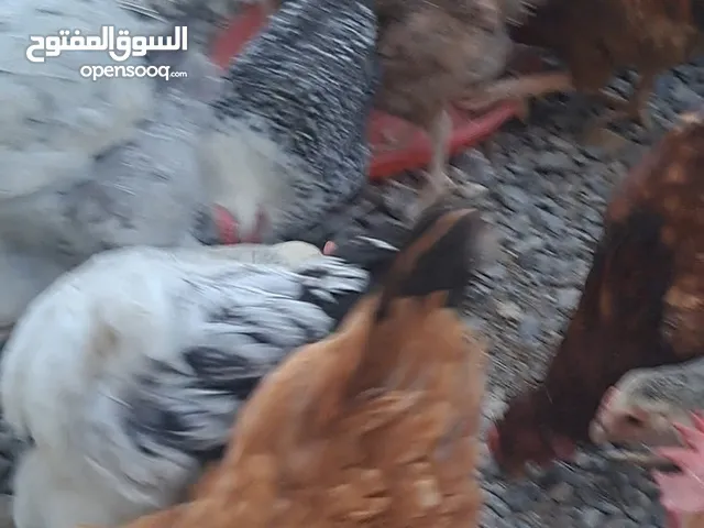 عرض خاص .. يتوفر صيصان بنفس نوع الدجاج على الصورة من انتاجنا / كوشن وفرنسي احجام ضخمة .. إقراء الوصف