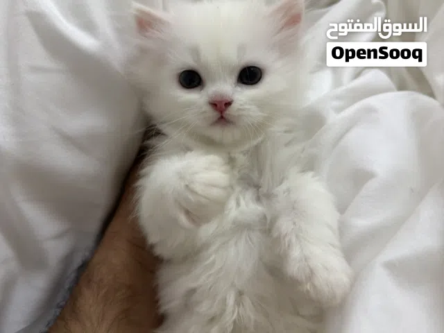 للبيع صغار قطط شيرازي 2