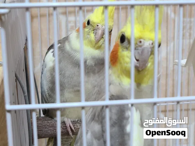 للبيع زوج طيور كوكتيل بصحة ممتازة ونشيطة