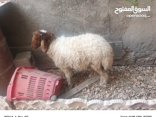 سلام عليكم طلب البيع