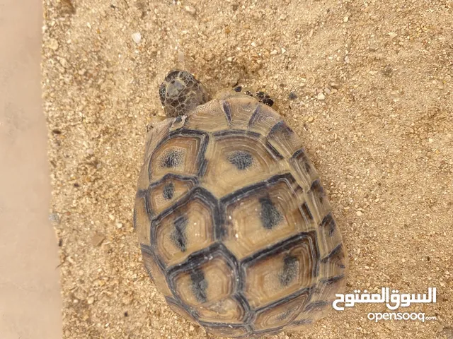 فكرونه يونانيه انثي حاله ممتازه شوف الوصف