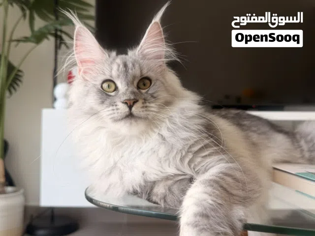 Silver Purebred Maine Coon (Imported from Russia)