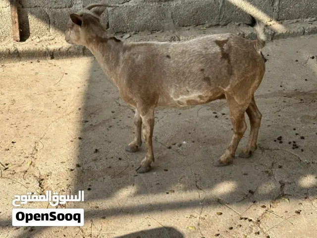 أغنام محليه للبيع