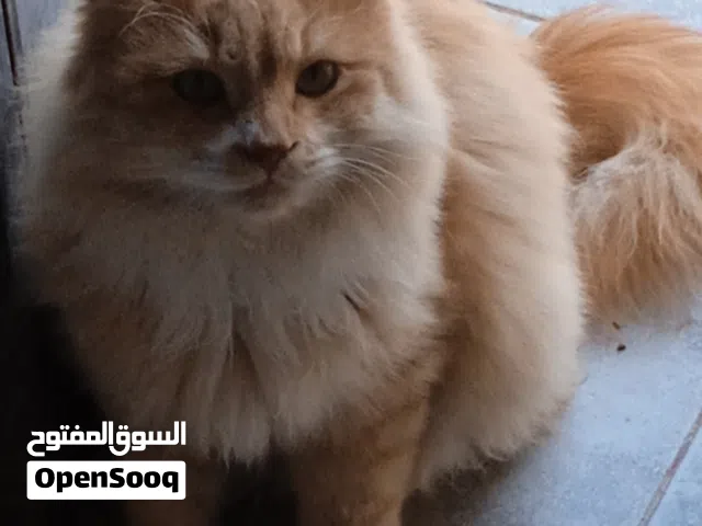 قط جميل كثيف الشعر