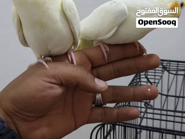 فراخ كوكتيل للبيع ..