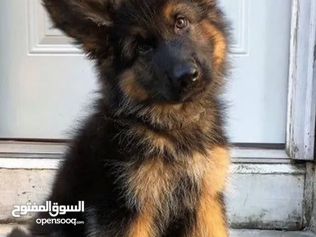 مطلوب جرو جيرمن تحت ال3 اشهر للبيع