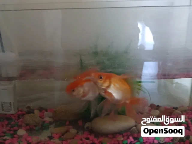 السلام وعليكم اسماك زينه للبيع