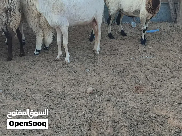 نعاج عشار للبيع