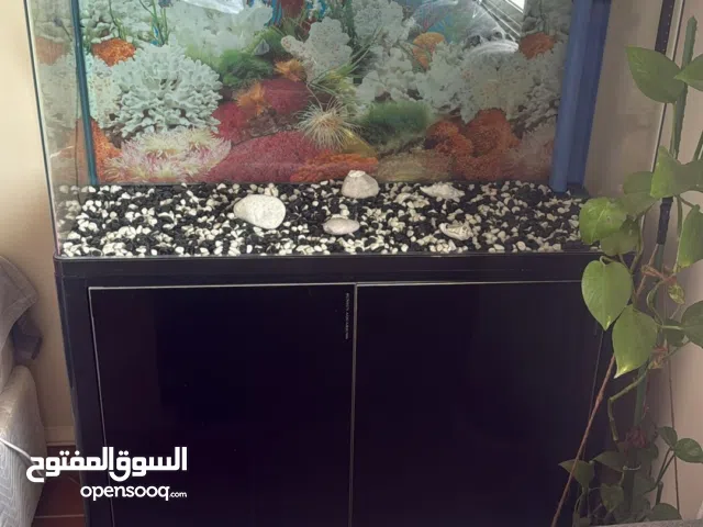 Aquarium Tank